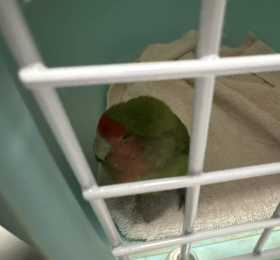 Found Lovebird