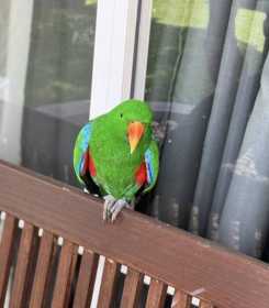 Found Eclectus