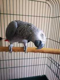 Found African Grey