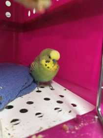 Found Budgerigar