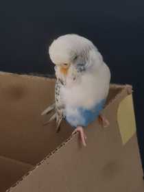 Found Budgerigar