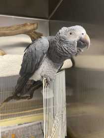 Found African Grey