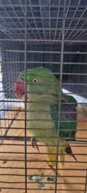 Found Alexandrine