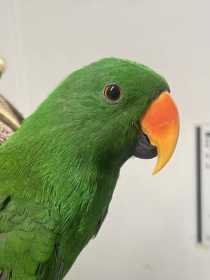 Found Eclectus