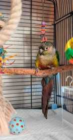 Found Conure