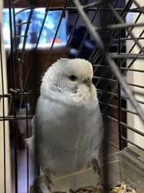 Found Budgerigar