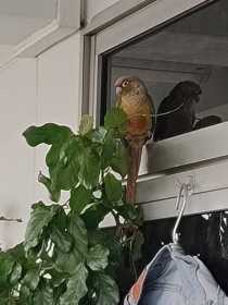 Found Conure