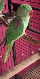 Found Alexandrine