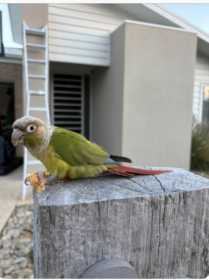 Found Conure