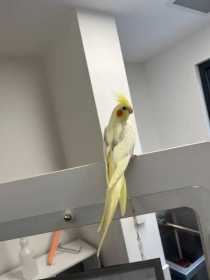 Found Cockatiel