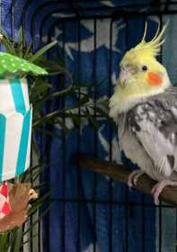 Found Cockatiel