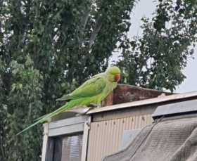 Found Indian Ringneck Parakeet