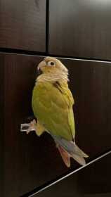 Found Conure