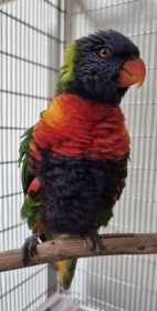 Found Lory / Lorikeet