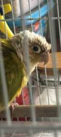 Found Conure