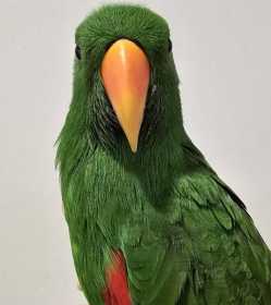 Found Eclectus