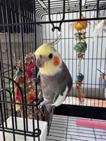 Found Cockatiel