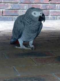 Found African Grey