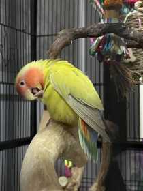 Found Lovebird