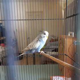 Found Budgerigar