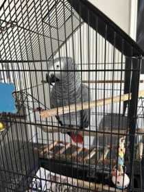 Found African Grey