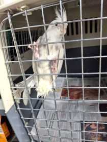 Found Cockatiel