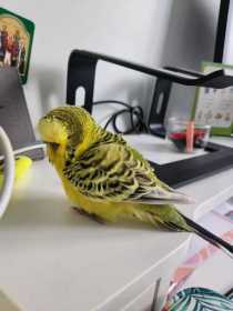 Found Budgerigar