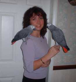 Lost African Grey