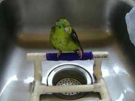 Lost Lineolated Parakeet