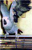 Lost African Grey