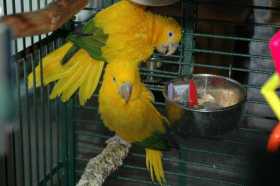 Lost Conure