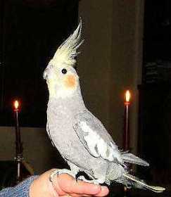 Lost Cockatiel