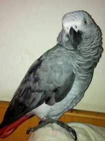 Lost African Grey