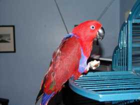 Lost Eclectus