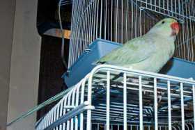 Lost Indian Ringneck Parakeet