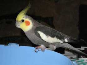 Lost Cockatiel