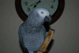 Lost African Grey