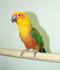 Lost Conure