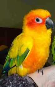 Lost Conure