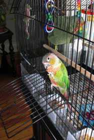 Lost Conure