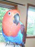 Lost Eclectus