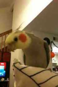 Lost Cockatiel