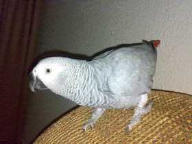 Lost African Grey