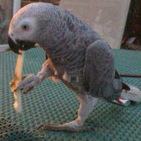 Lost African Grey