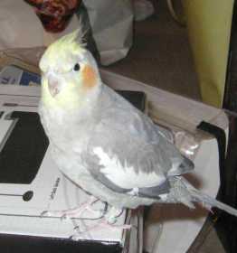 Lost Cockatiel