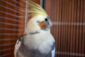 Lost Cockatiel