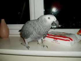 Lost African Grey