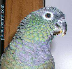 Lost Pionus