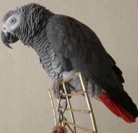 Lost African Grey