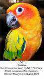 Lost Conure